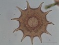 /album/galleria-foto-protisti/microscopia-1c-jpg/